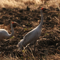 Brolga